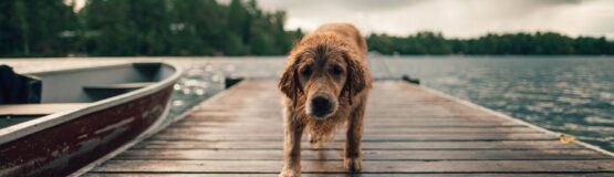 Wet dog on wooden dock by lake.