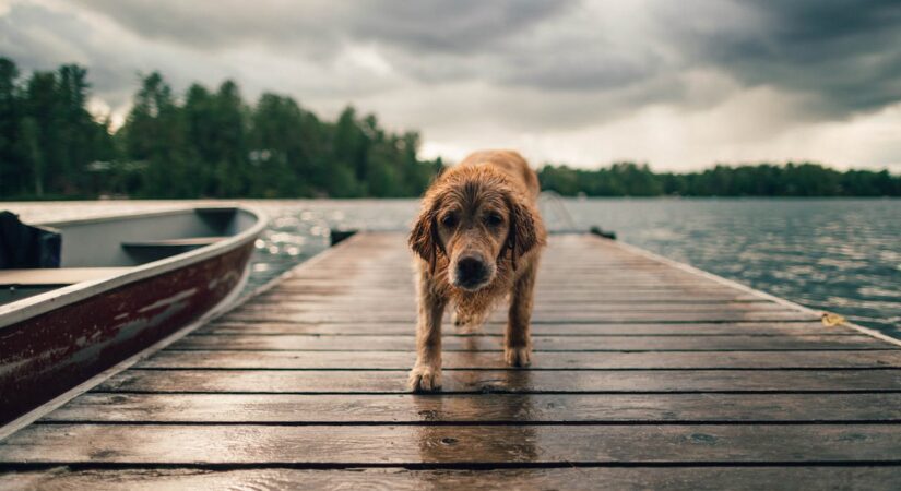 Wet dog on wooden dock by lake.