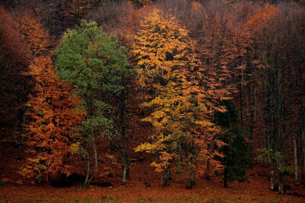 Autumn forest with vibrant foliage.