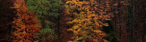 Autumn forest with vibrant foliage.