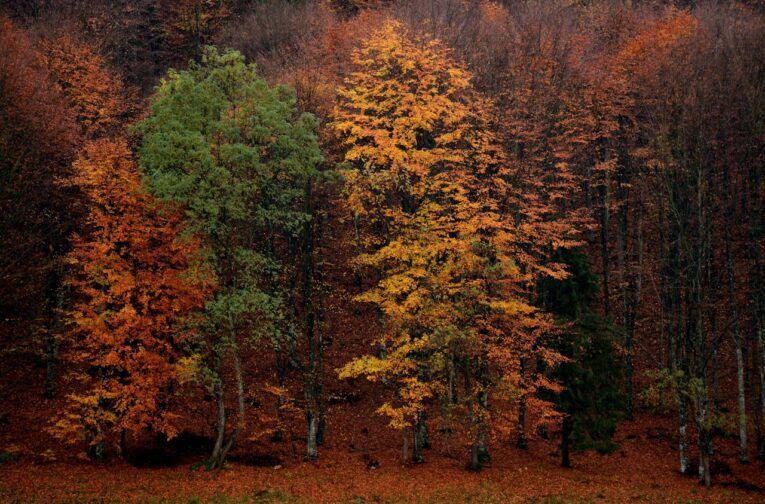 Autumn forest with vibrant foliage.