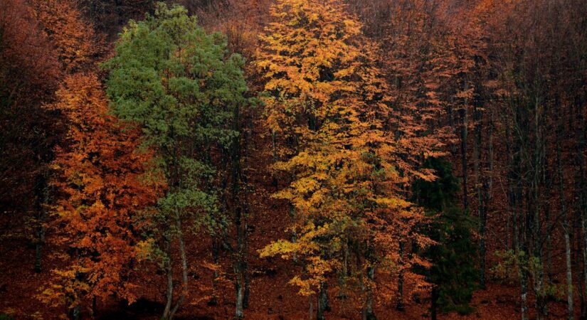 Autumn forest with vibrant foliage.